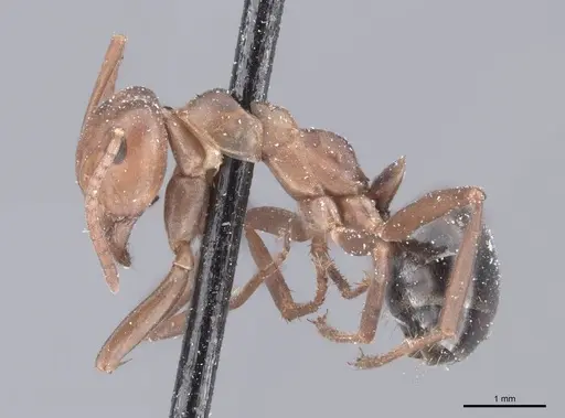 Formica exsectoides - FMNHINS0000046254