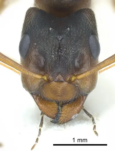 Formica fennica specimen