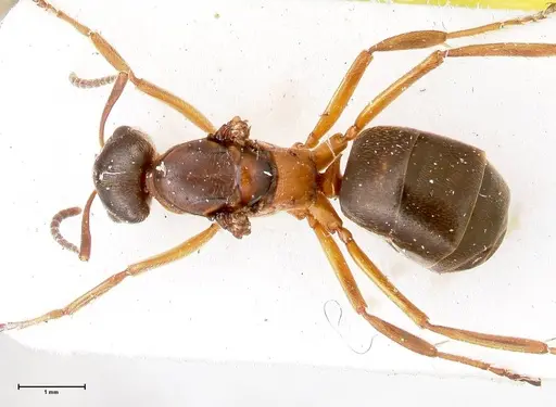 Formica fennica - FOCOL0763