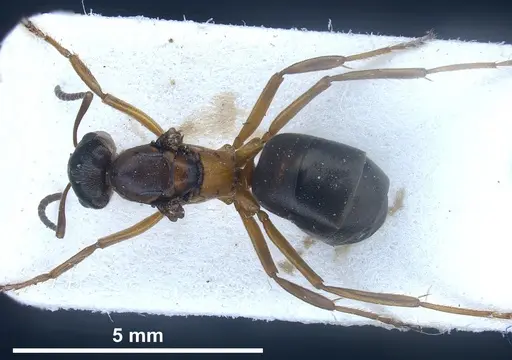 Formica fennica - FOCOL0763