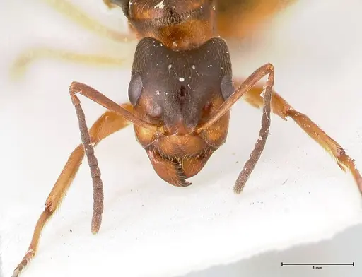 Formica fennica - FOCOL0763