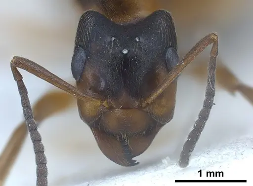 Formica fennica - FOCOL0763