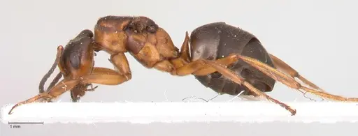 Formica fennica - FOCOL0763