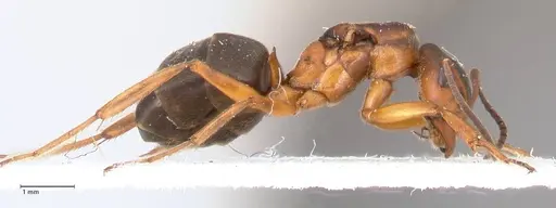 Formica fennica - FOCOL0763