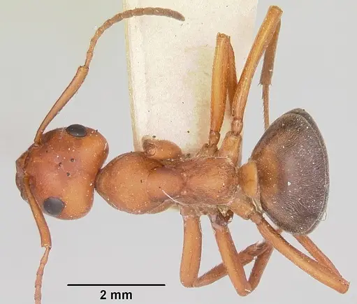 Formica ferocula specimen