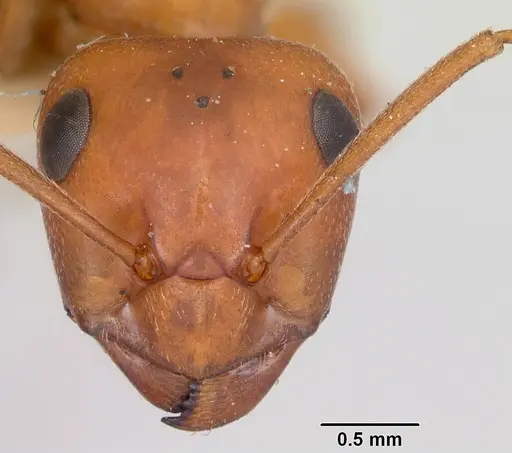 Formica ferocula specimen