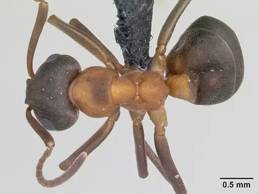 Formica foreli specimen