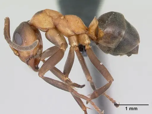 Formica foreli specimen