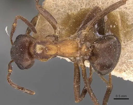 Formica foreli - CASENT0905704