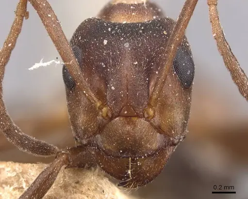 Formica foreli - CASENT0905704