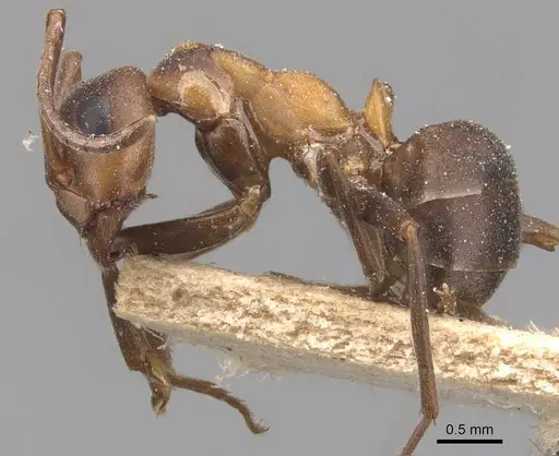 Formica foreli - CASENT0905704