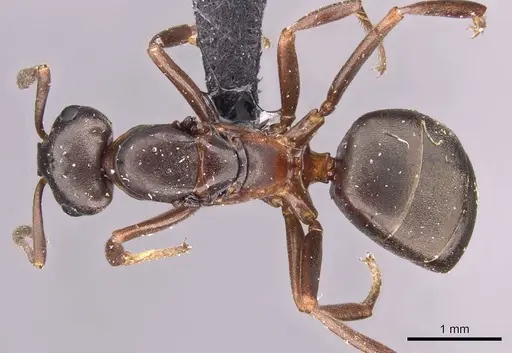 Formica foreli - CASENT0907580