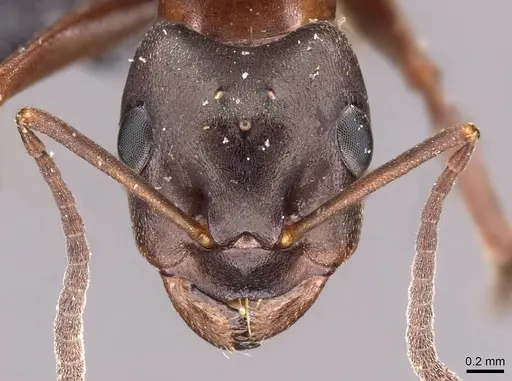 Formica foreli - CASENT0907580