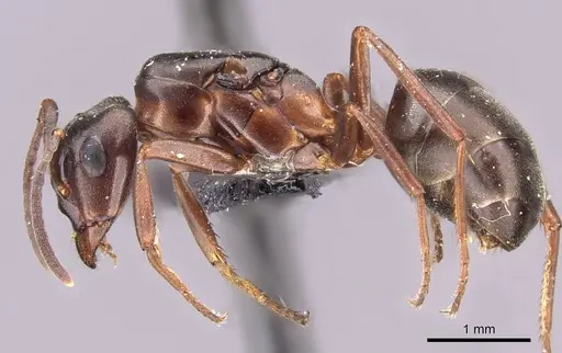 Formica foreli - CASENT0907580