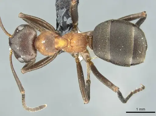 Formica foreli - CASENT0912244