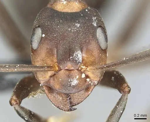 Formica foreli - CASENT0912244