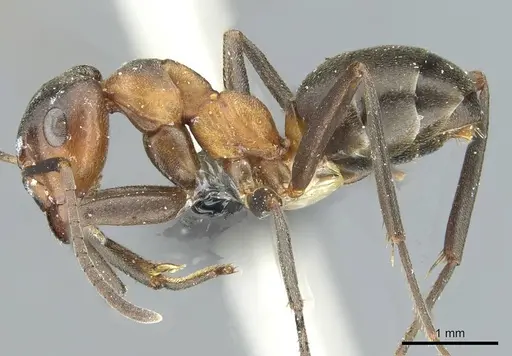 Formica foreli - CASENT0912244