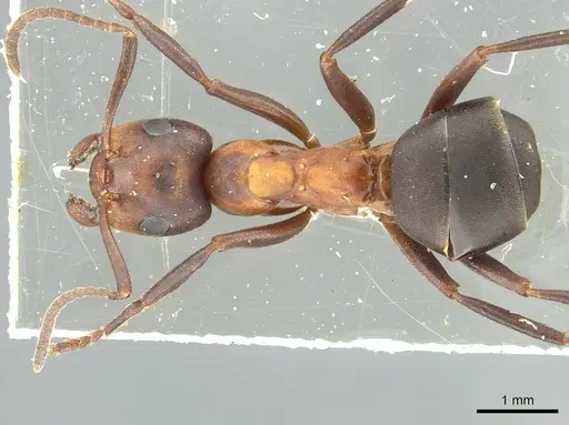 Formica foreli - CASENT0912245