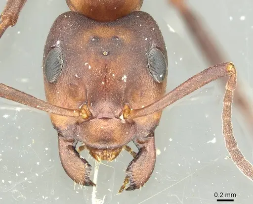 Formica foreli - CASENT0912245