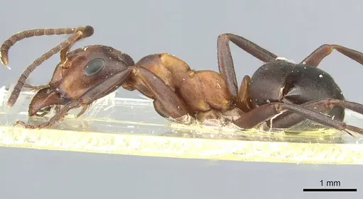 Formica foreli - CASENT0912245