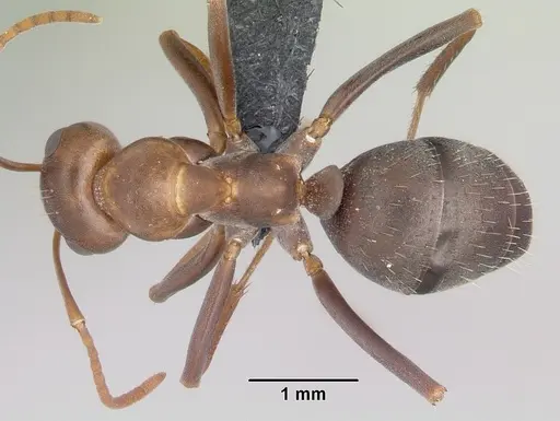 Formica foreliana specimen