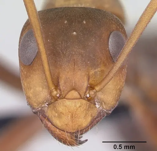 Formica foreliana specimen