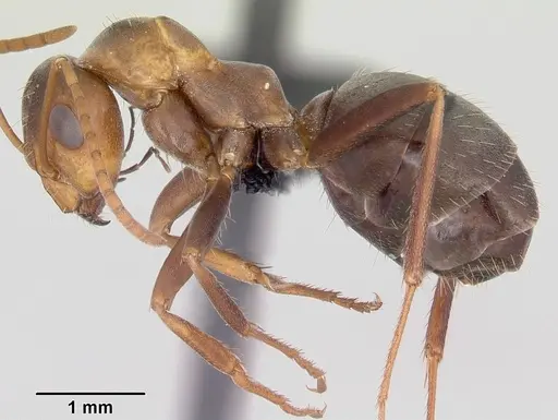 Formica foreliana specimen