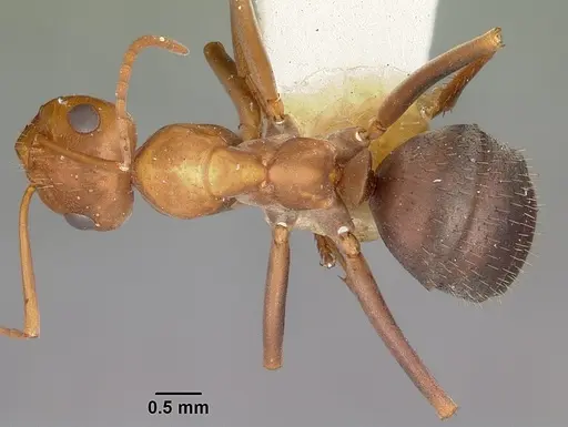 Formica foreliana - CASENT0104685