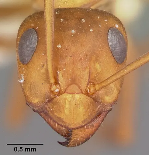 Formica foreliana - CASENT0104685