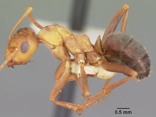 Formica foreliana - CASENT0104685