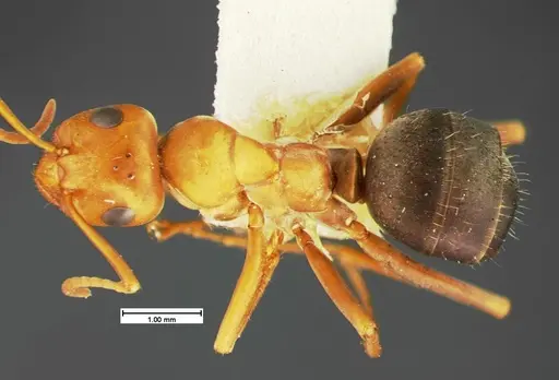 Formica foreliana - CASENT0105599