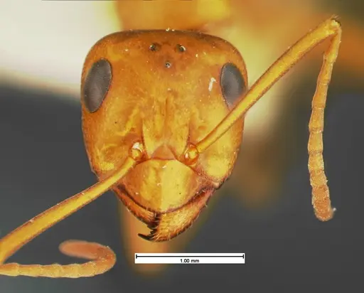 Formica foreliana - CASENT0105599