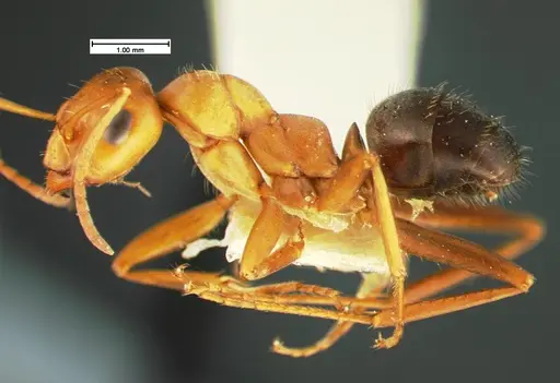 Formica foreliana - CASENT0105599