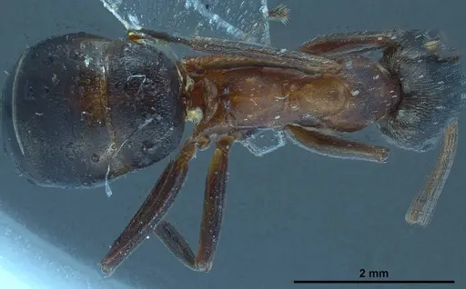 Formica forsslundi specimen