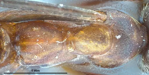 Formica forsslundi specimen