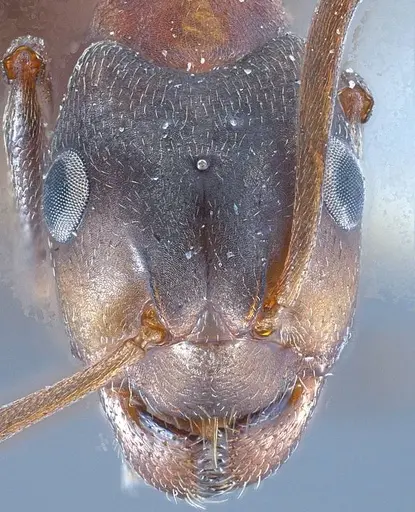 Formica forsslundi specimen