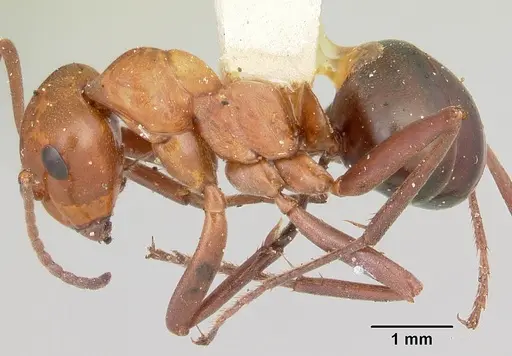 Formica fossaceps specimen