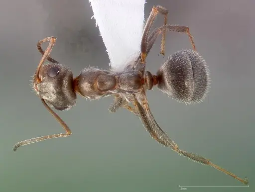 Formica francoeuri specimen