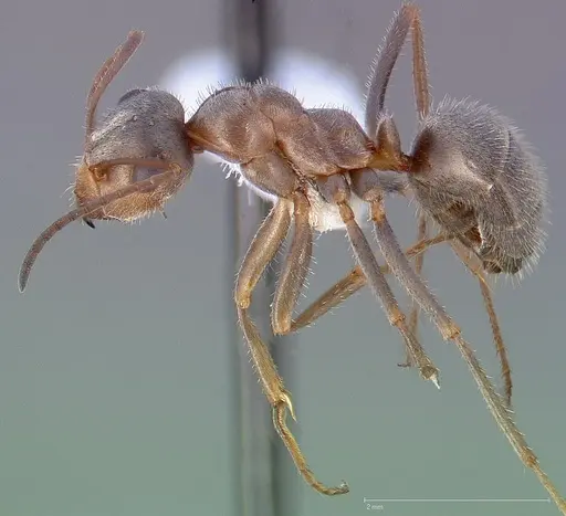 Formica francoeuri specimen