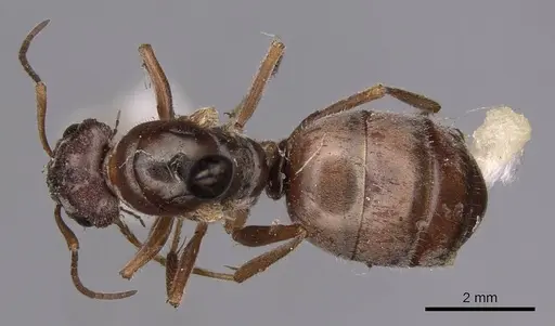 Formica francoeuri - CASENT0100656