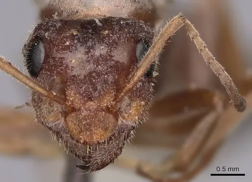 Formica francoeuri - CASENT0100656