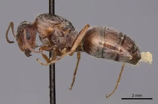 Formica francoeuri - CASENT0100656