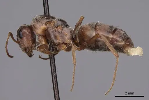 Formica francoeuri - CASENT0100656