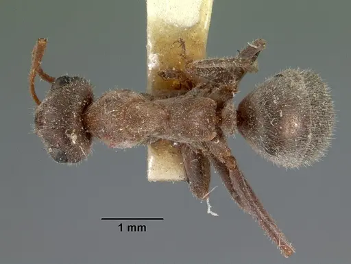 Formica francoeuri - CASENT0102153