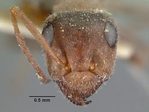 Formica francoeuri - CASENT0102153