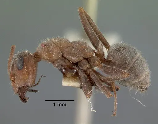 Formica francoeuri - CASENT0102153