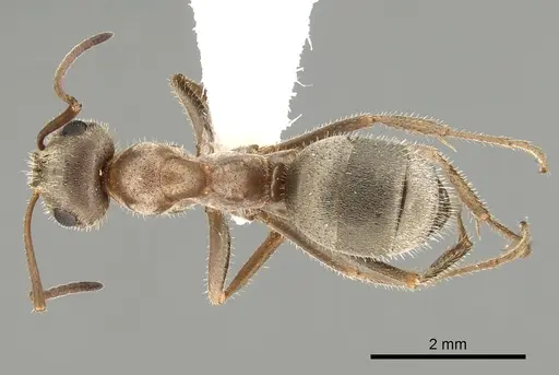 Formica francoeuri - CASENT0280350