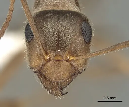 Formica francoeuri - CASENT0280350