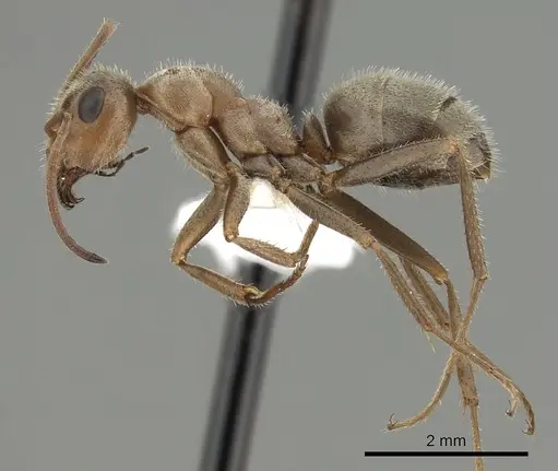 Formica francoeuri - CASENT0280350