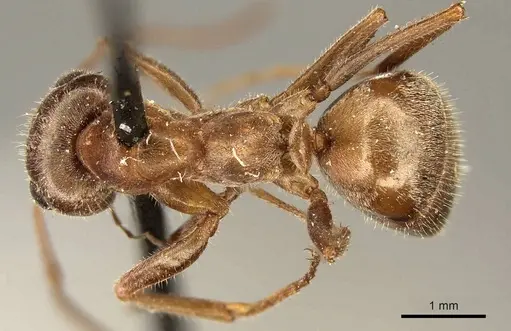 Formica francoeuri - CASENT0915635